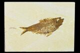 Detailed Fossil Fish (Knightia) - Wyoming #155484-1